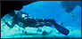 Similan-Burma dive report